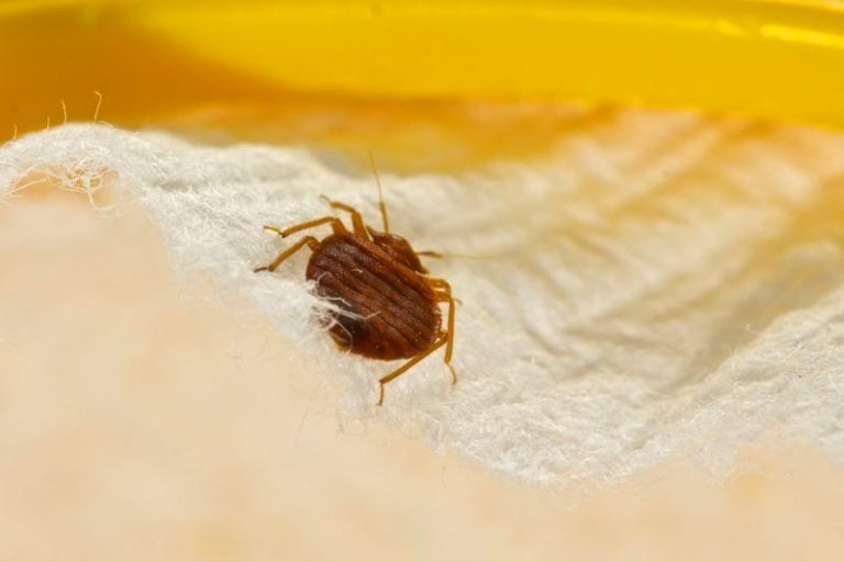 How You Can Do Bed Bugs In 24 Hours Or Less Free