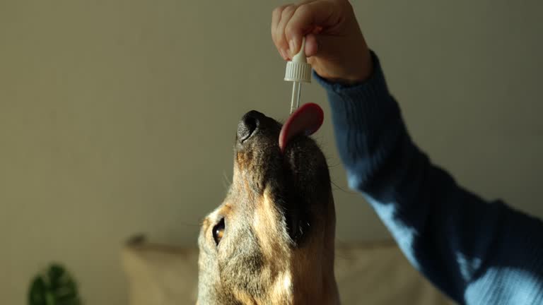 Understanding CBD Oil for Dogs What Every Pet Owner Should Know