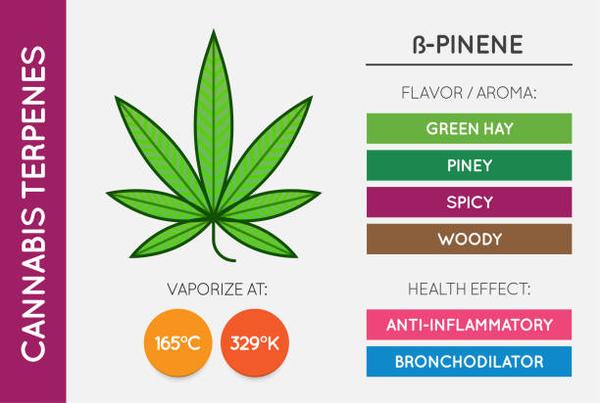 Push Disposable Vape vs. Traditional Vapes What Sets Them Apart?